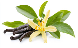Vanilla from Madagascar